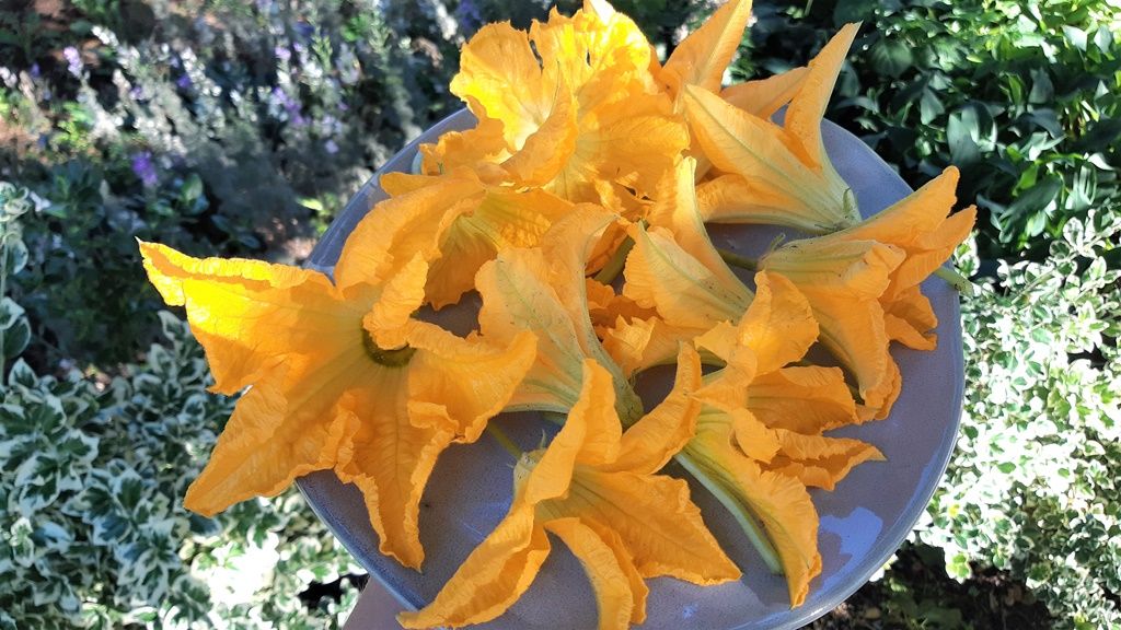 Frissen szedett cukkinivirágok