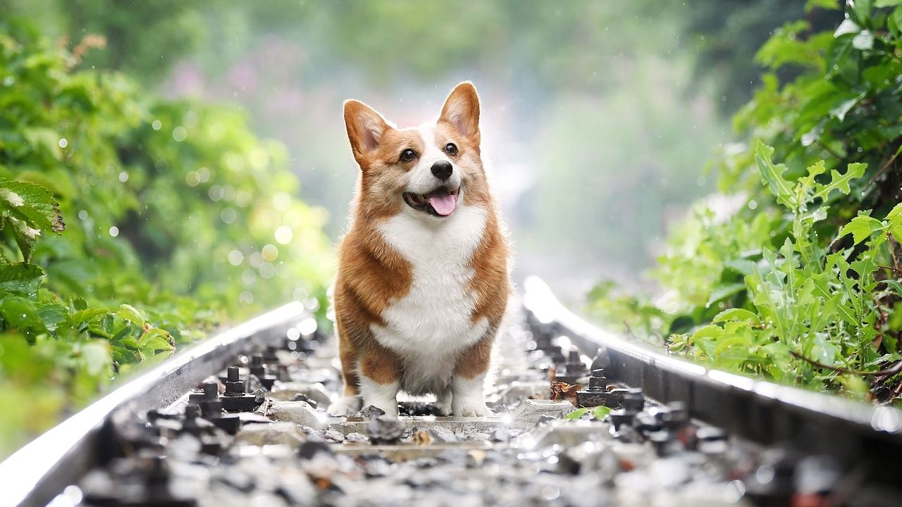 Corgi