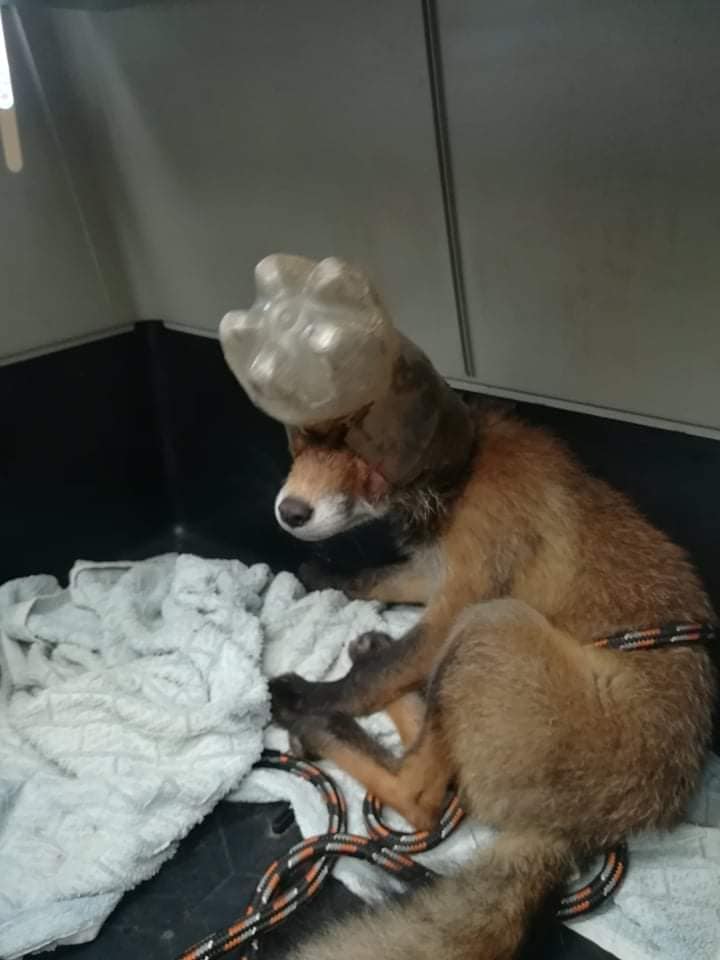 Ki tudja, mennyit szenvedett a fejére ragadt madáretető miatt.