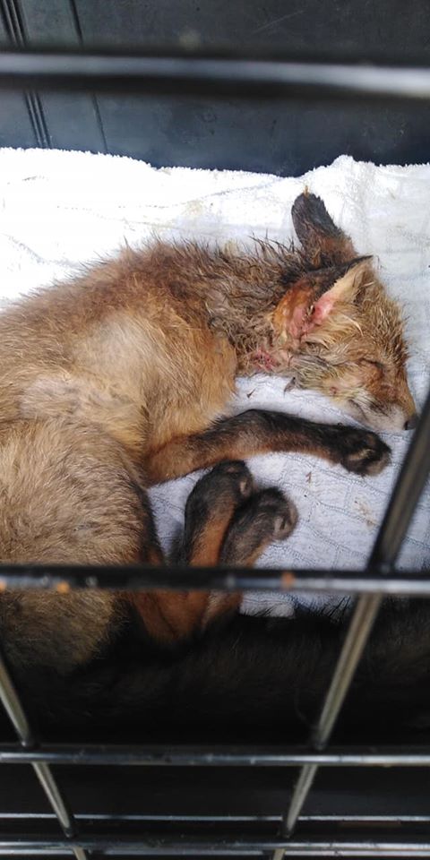 Hosszú idő után végre nyugodtan pihenhetett a peches róka.