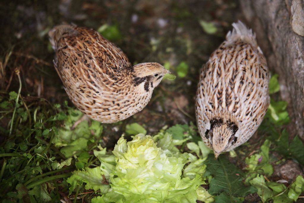 Ettél már fürjet? Kár lenne kihagyni!
