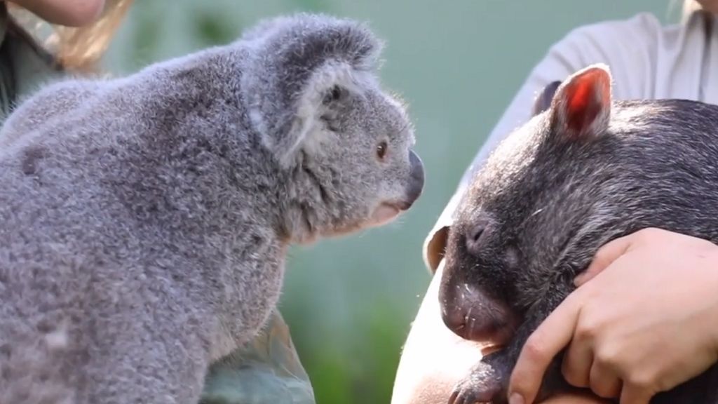 Örök barátságot kötött a vombat és a koala