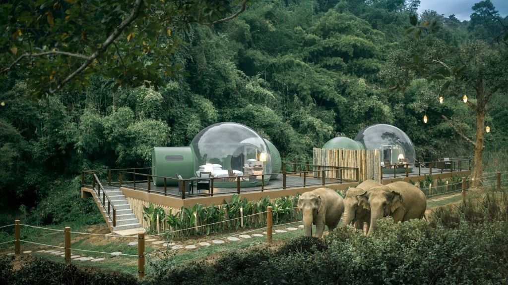 Ebből a buborékházból csodálhatod az elefántokat Fotó: Profimedia