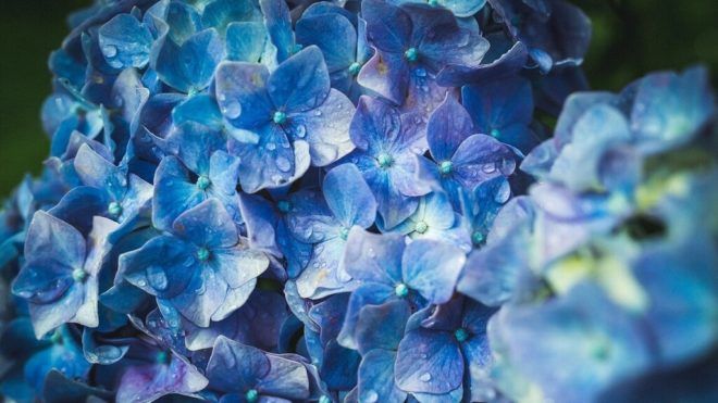 Jó választás lehet a kék hortenzia 