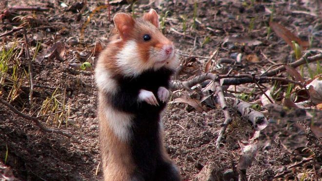 A kihalás szélén áll a mezei hörcsög