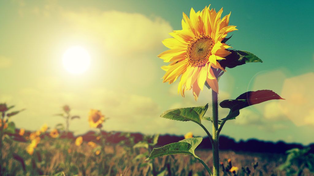 Vasárnapra visszatér az igazi nyári időjárás