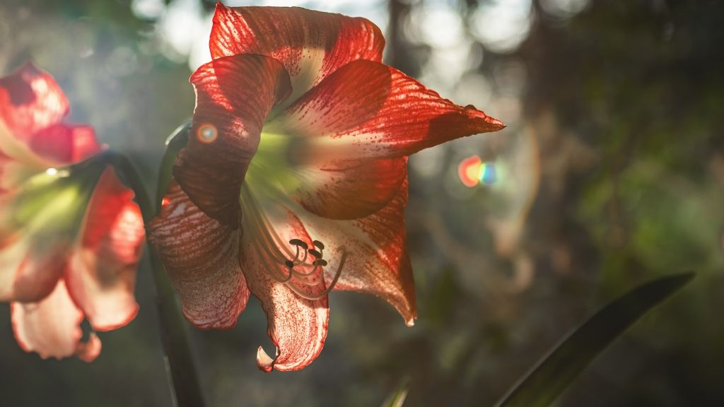 A lenyűgöző amarillisz