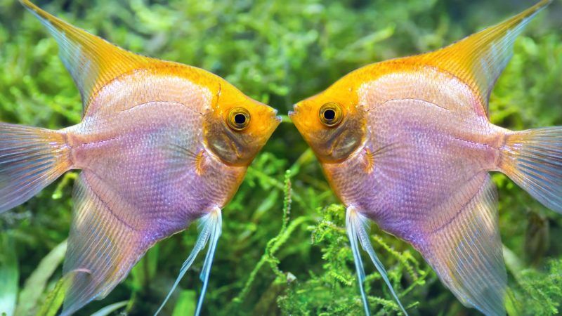 Te összeillesz a Halakkal?