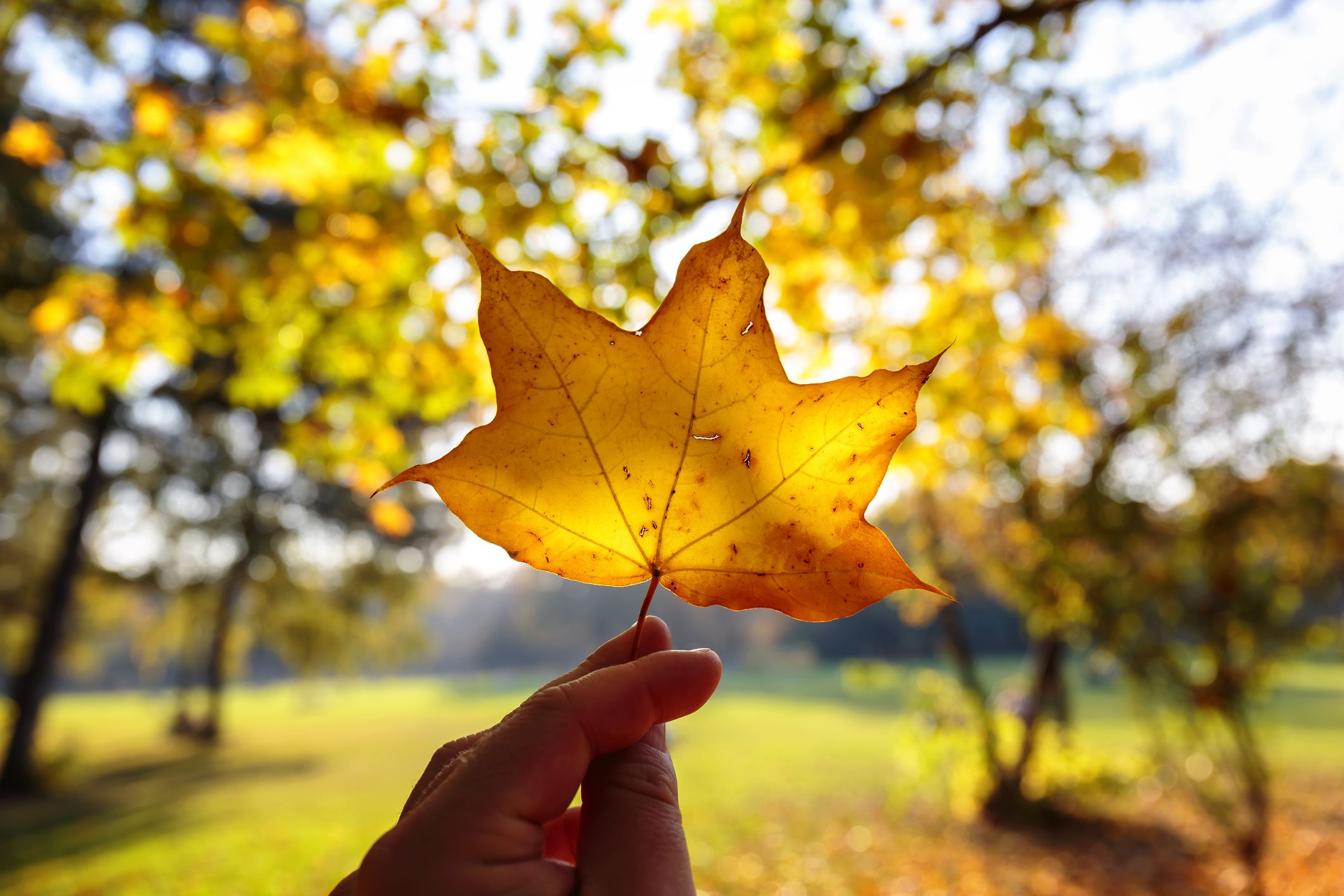 Margitsziget ősszel