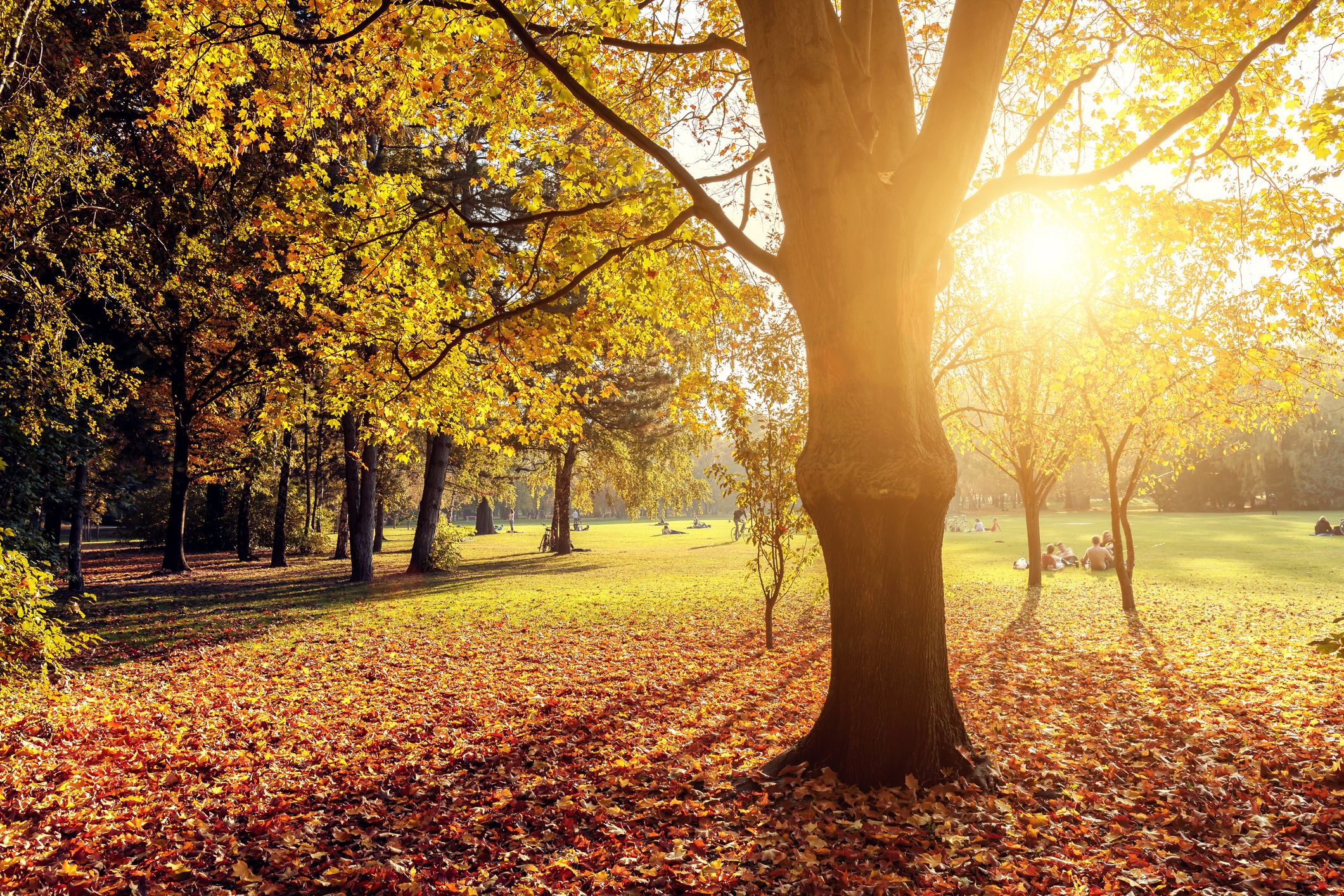 Margitsziget ősszel