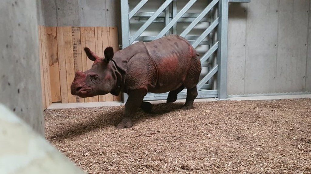 Csülök, az indiai orrszarvú