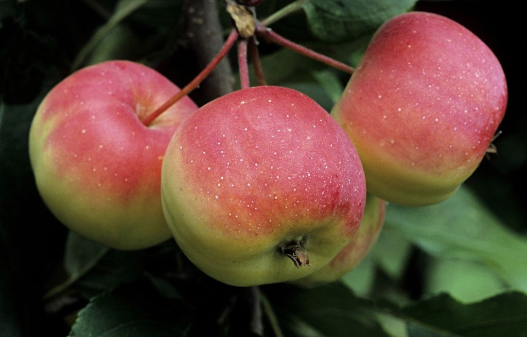 Bemutatjuk a tökéletes almás sütit