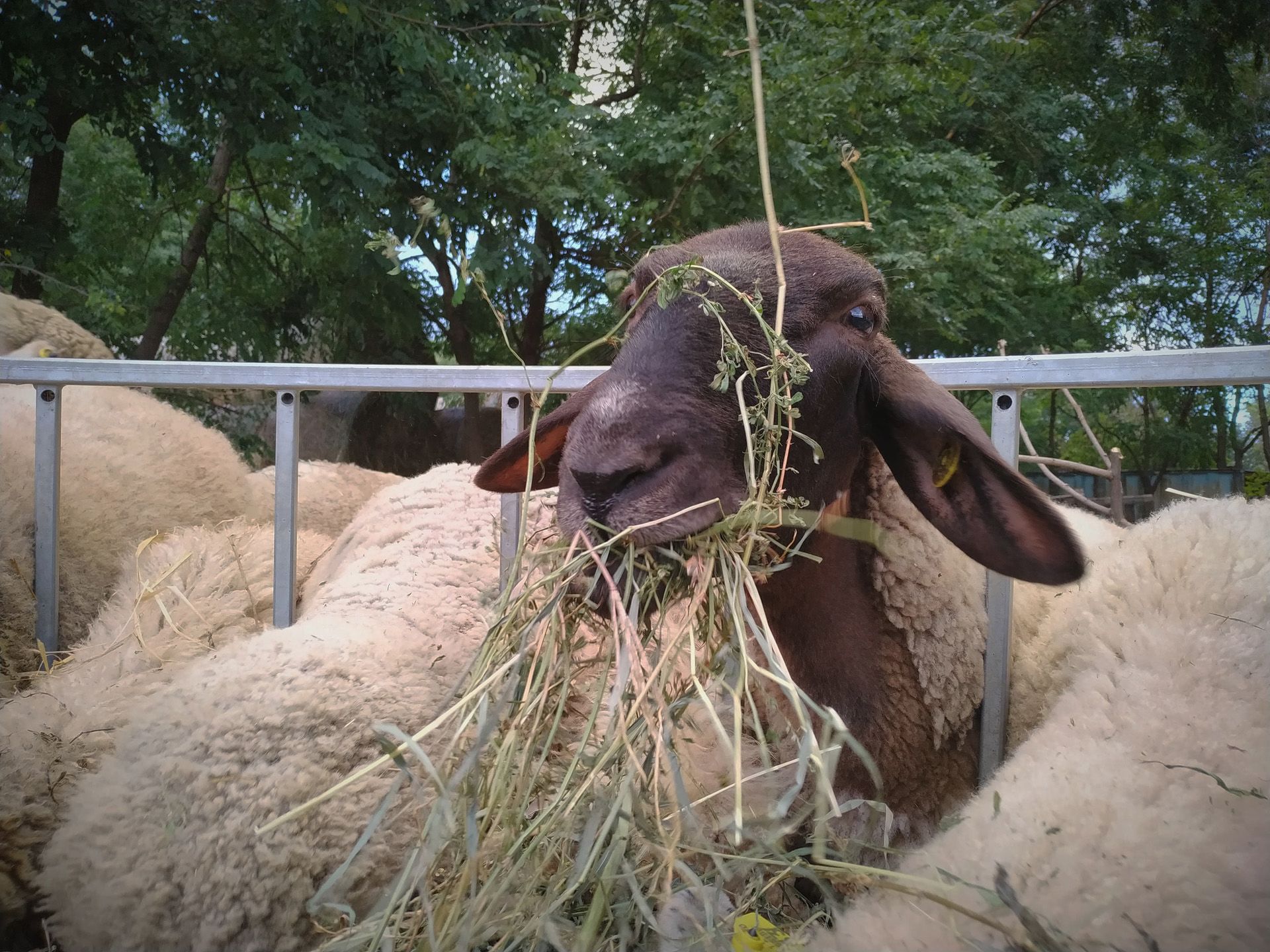 Tíz év alatt élelmiszer-önellátóvá vált a család