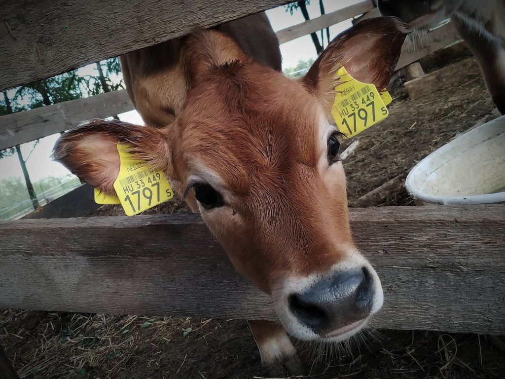 Tíz év alatt élelmiszer-önellátóvá vált a család