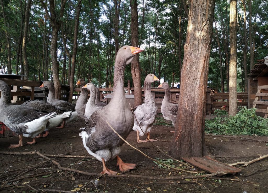 Tíz év alatt élelmiszer-önellátóvá vált a család