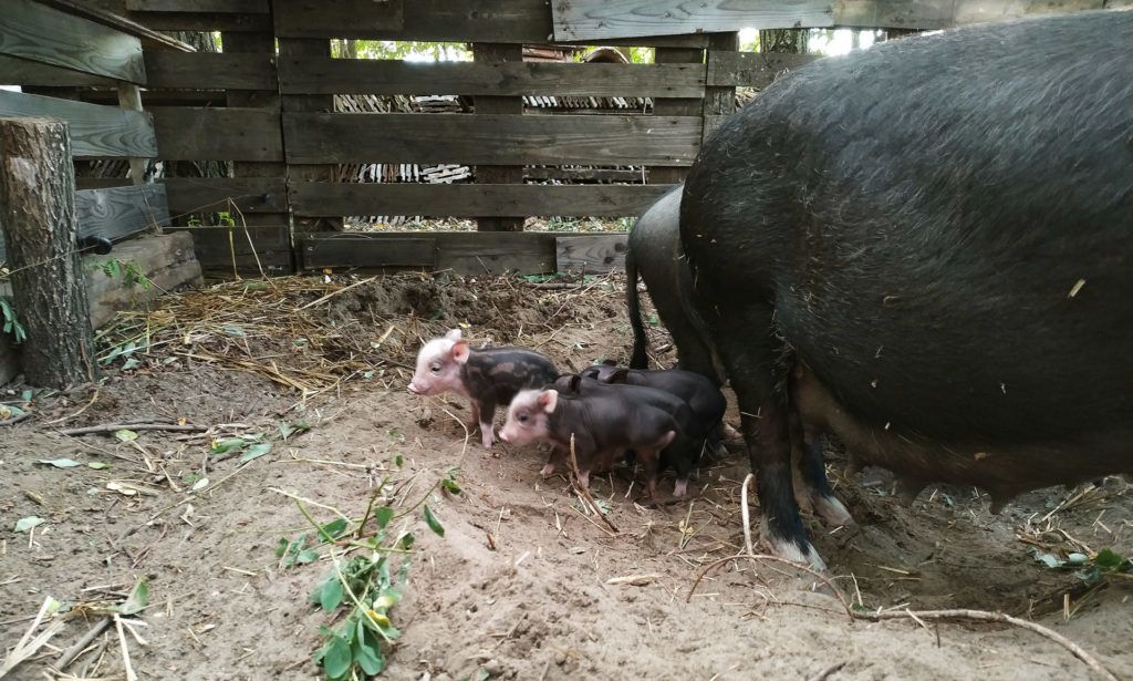Tíz év alatt élelmiszer-önellátóvá vált a család