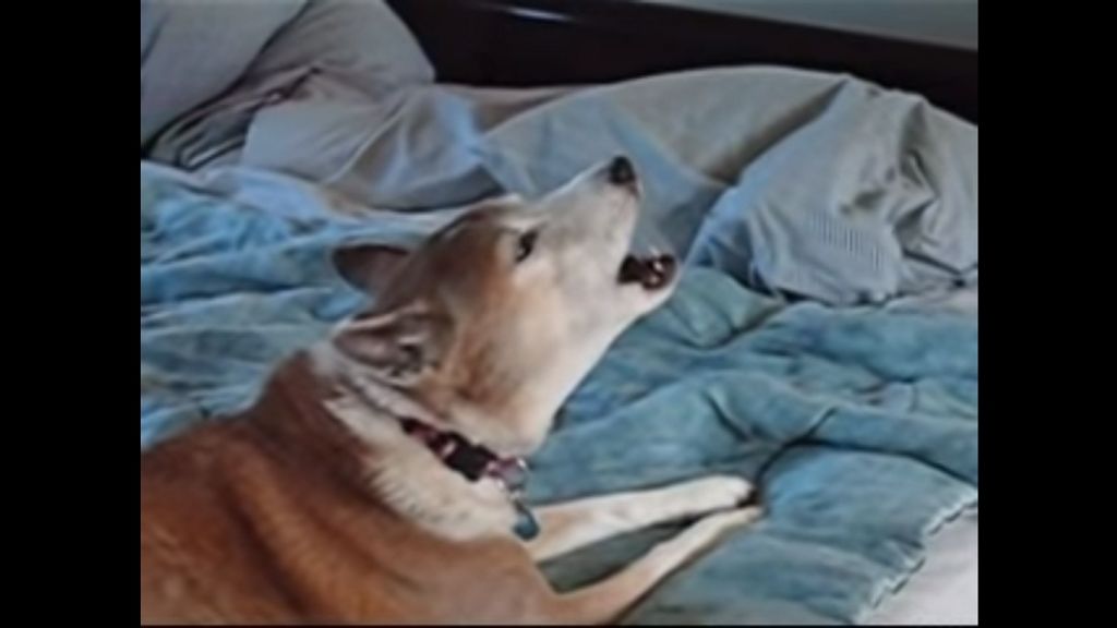 Éneklő vadkutyákat fedeztek fel