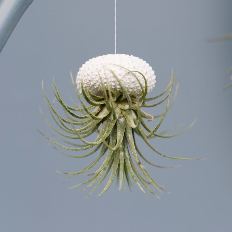 Tillandsia