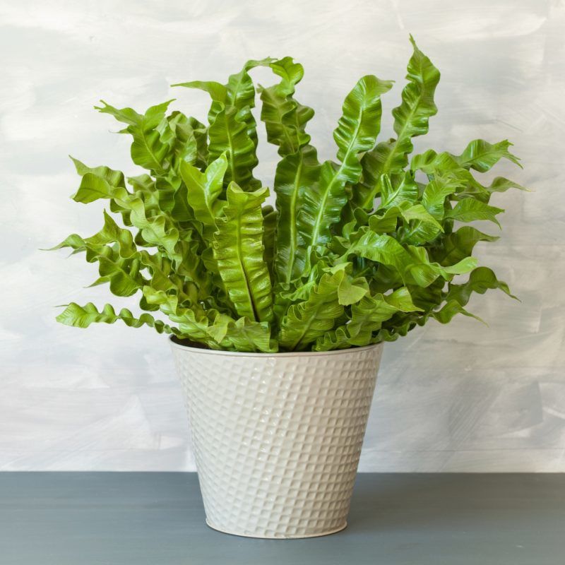 Madárfészekpáfrány