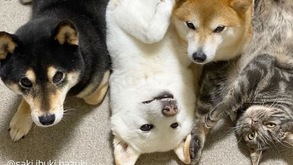 Bundabanda: Rendhagyó kutya-macska barátság