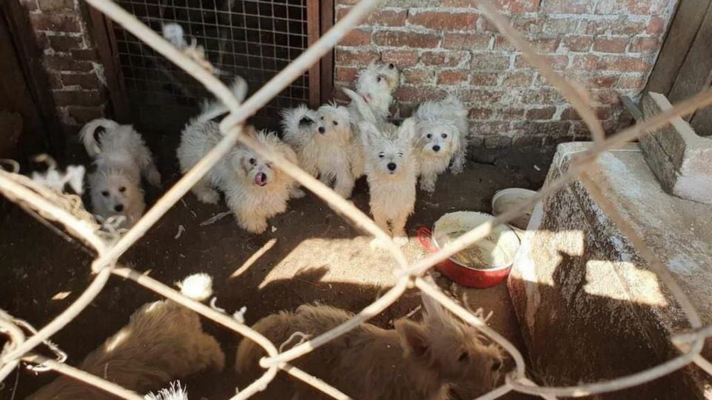 Kutyák egy karcagi szaporítónál