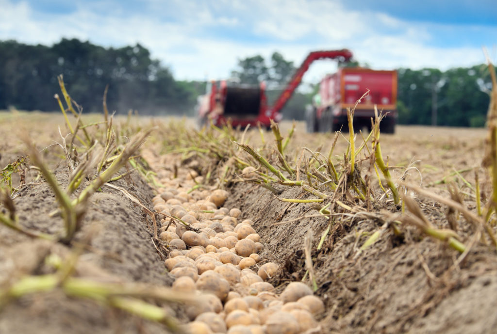 Kalóriaszegény, rostgazdag, elképesztően sokrétűen elkészíthető, mégis megy ki a divatból