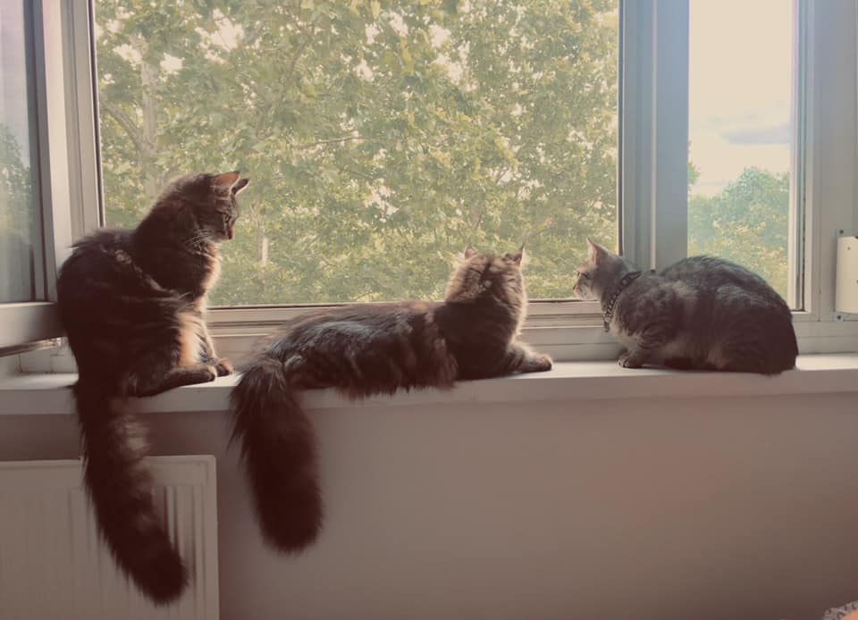 A macskás kávézó körül nagy a felháborodás, csak vita közben elvész a lényeg