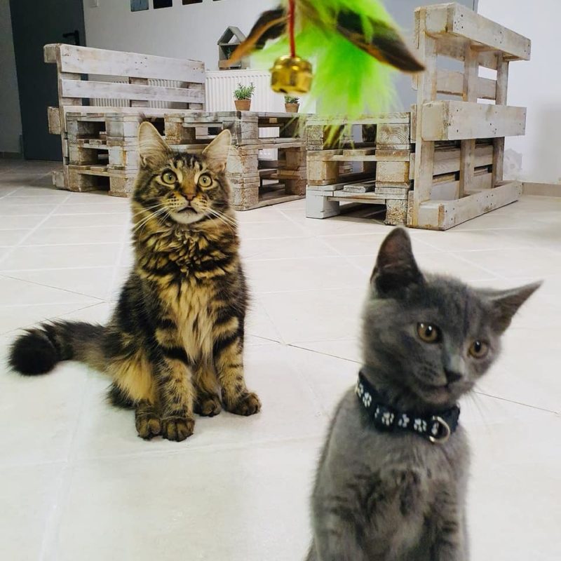 A macskás kávézó körül nagy a felháborodás, csak vita közben elvész a lényeg