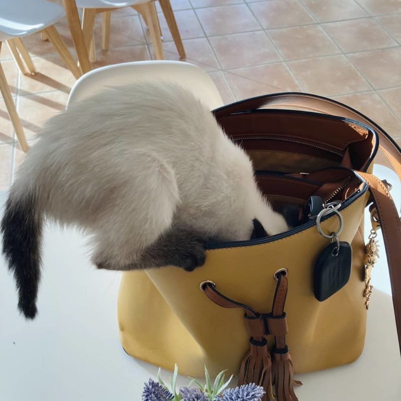 A macskás kávézó körül nagy a felháborodás, csak vita közben elvész a lényeg