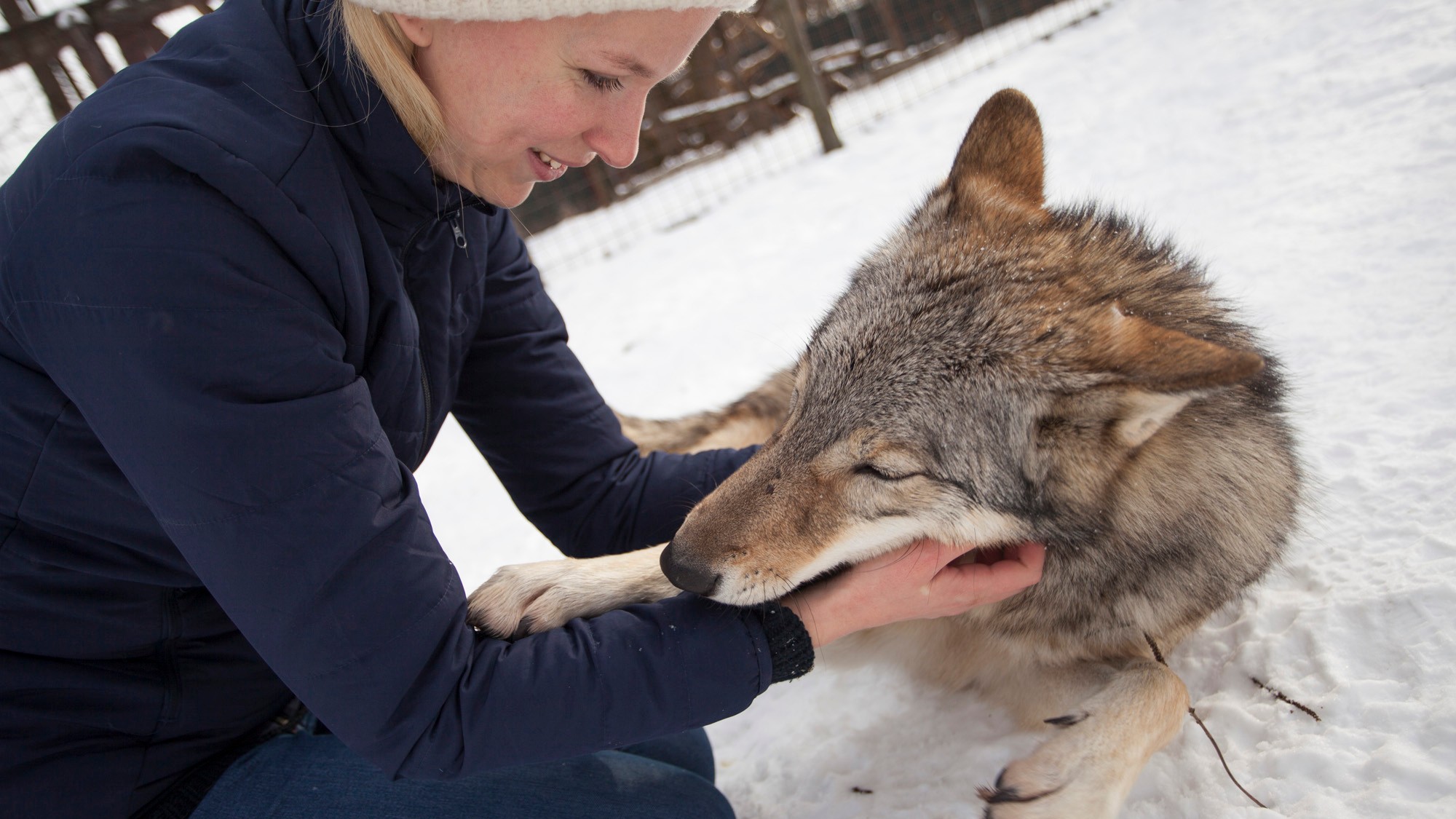 A farkasnak éppúgy hiányzik nevelője, mint a kutyának a gazdája.