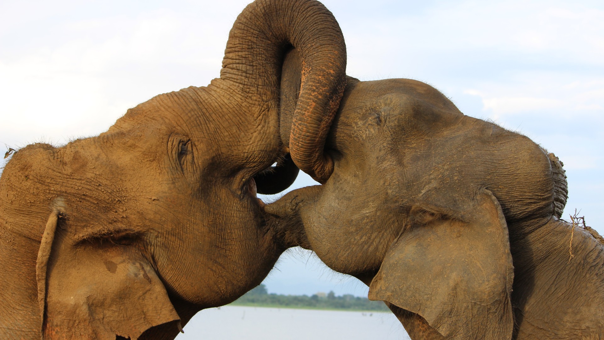 Elpusztult a szadai szafaripark két elefántja.