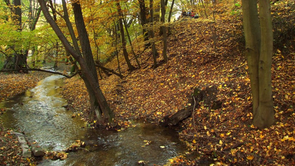 Ősz a Bükkben(Fotó: MTI/Jászai Csaba)