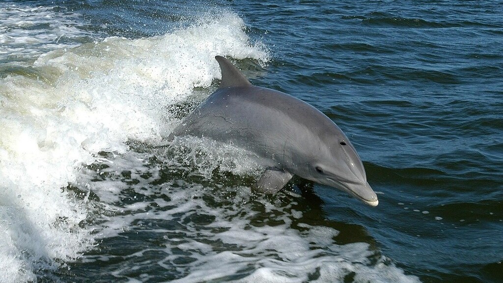 delfin