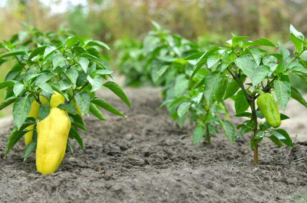 A paprika a zöldségfélék trógere