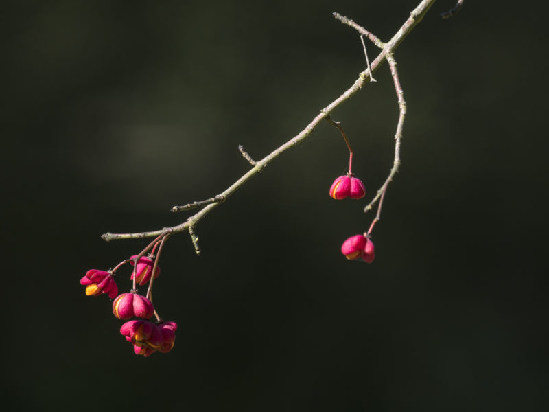 Közönséges kecskerágó