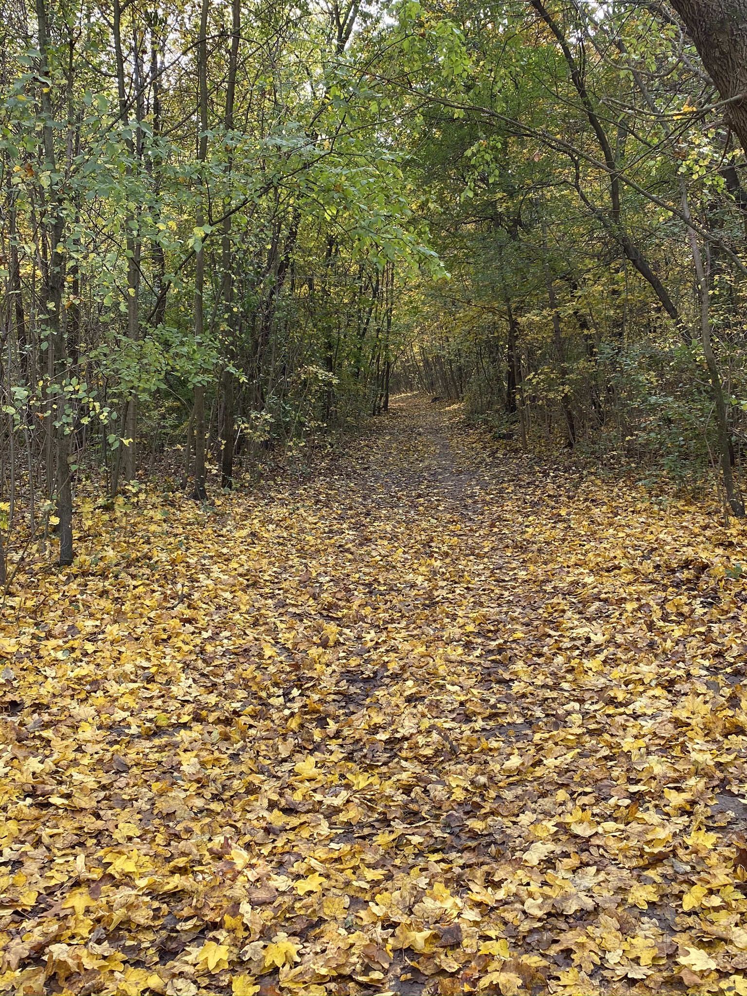 Budapesti Kamaraerdő sétány