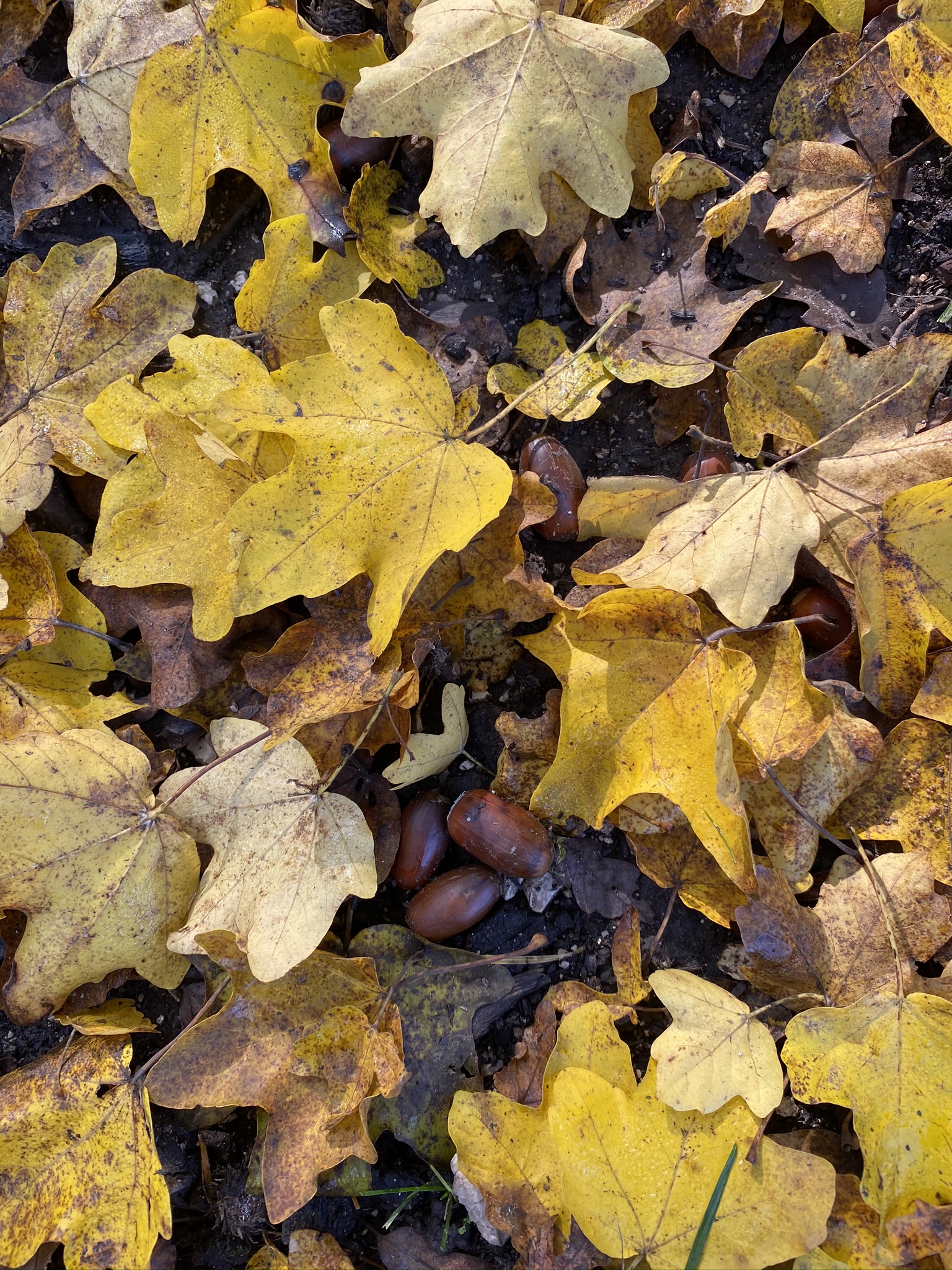 Budapesti Kamaraerdő makk