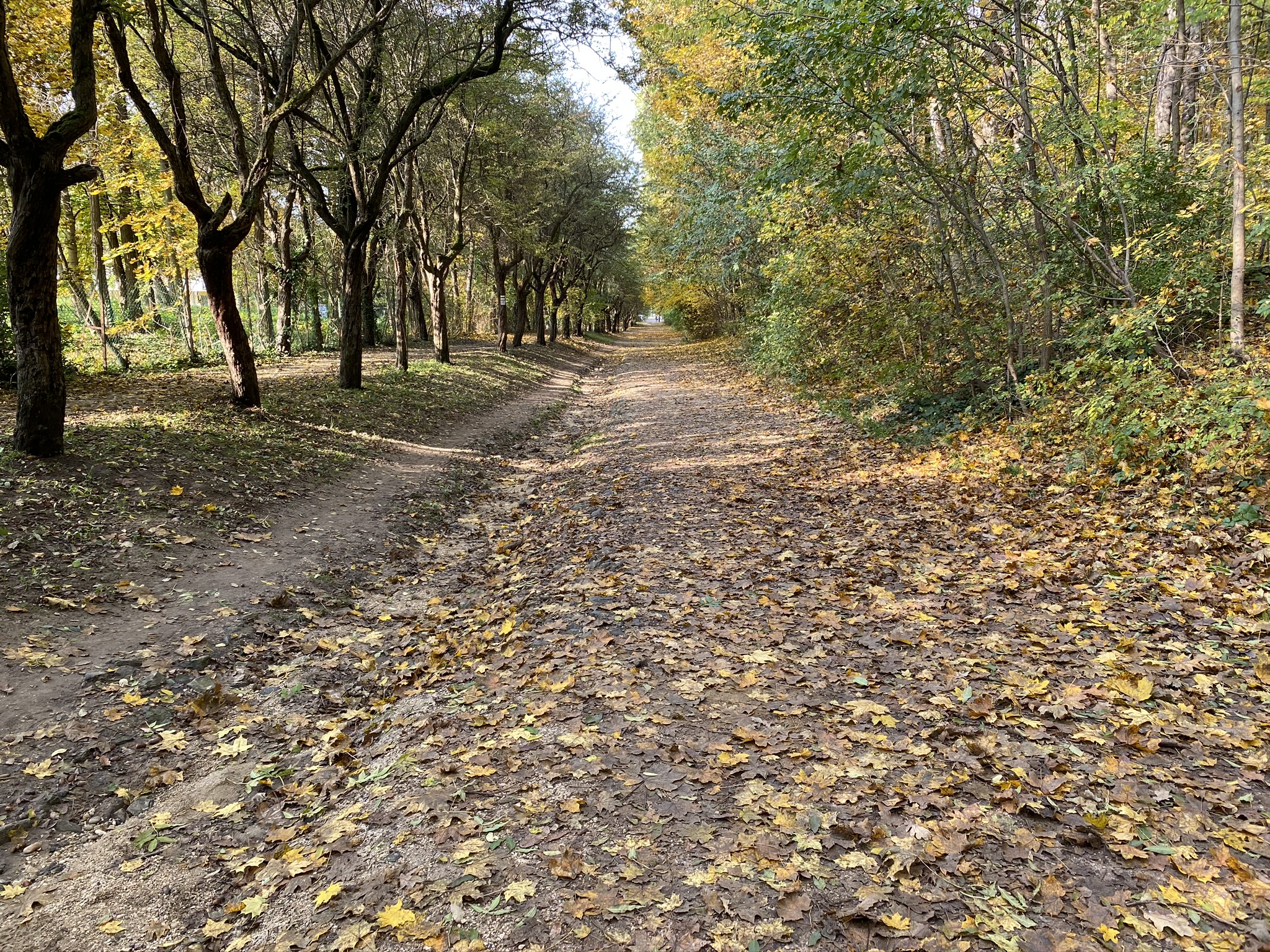 Budapesti Kamaraerdő erdőben