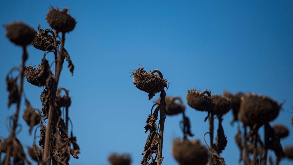 (Fotó: MTI/EPA/Vaszil Donev)