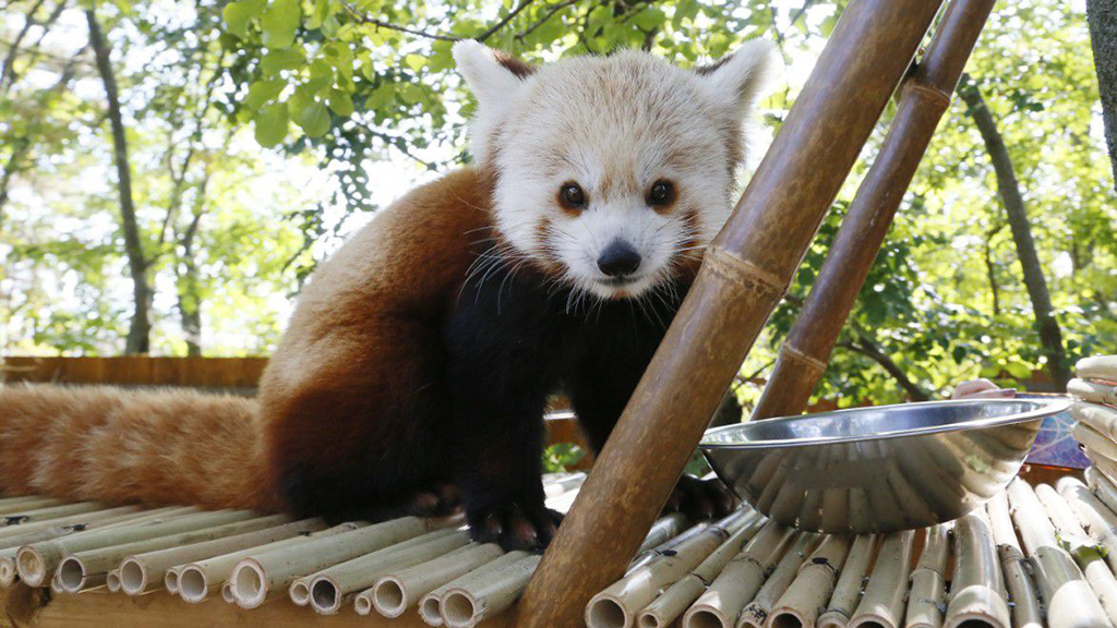 Várja a látogatókat a két új pécsi vörös panda