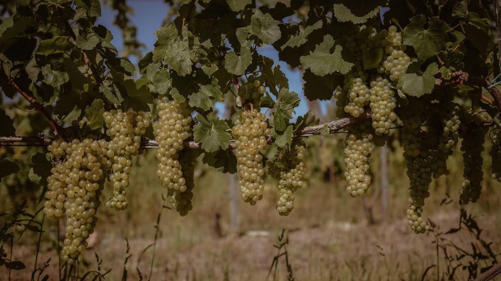 Gilberries borok advent nyeremény