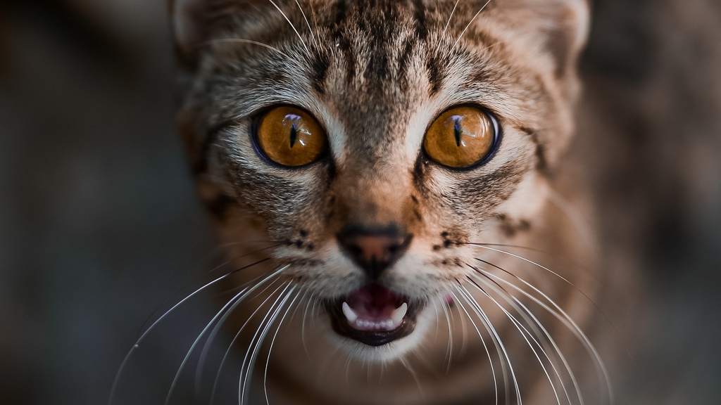 Budapesti macskatámadás, vérengzó cica