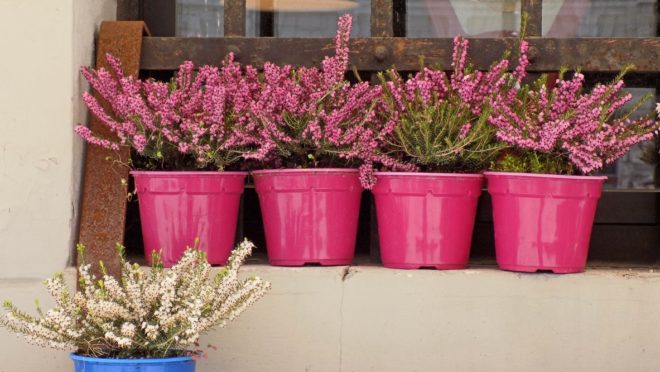 Itt az ideje hangára cserélni a muskátlit (Fotó: iStock)