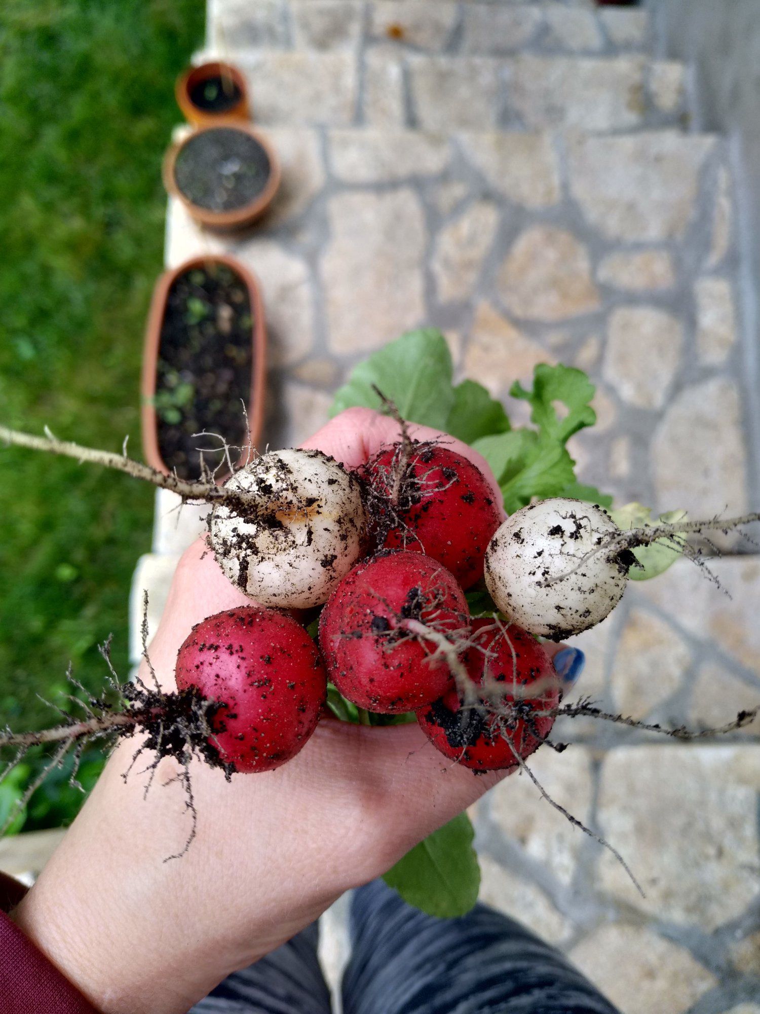 Közösen ültetnek és szüretelnek a Zöldítők
