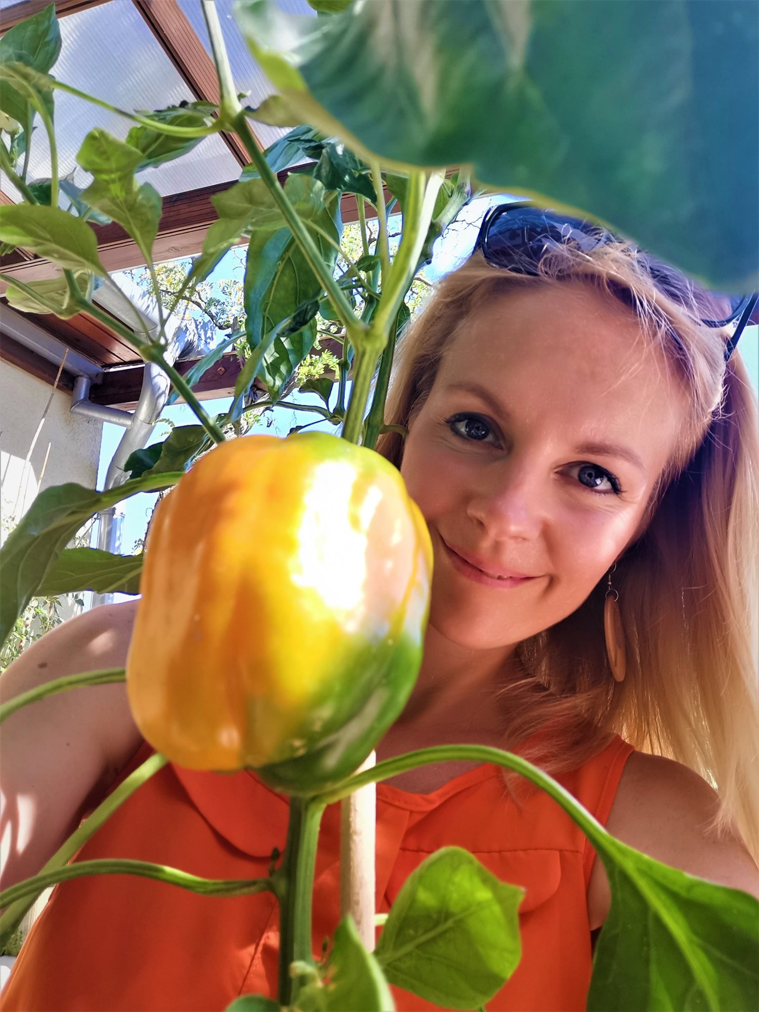 Közösen ültetnek és szüretelnek a Zöldítők