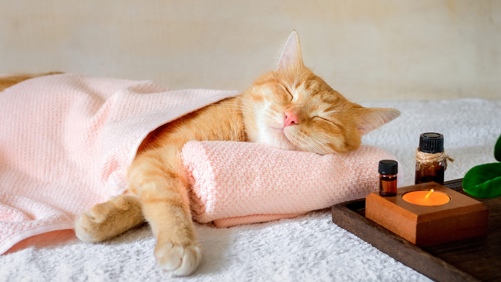 Cuki macskawellnesst kapott a család cicája