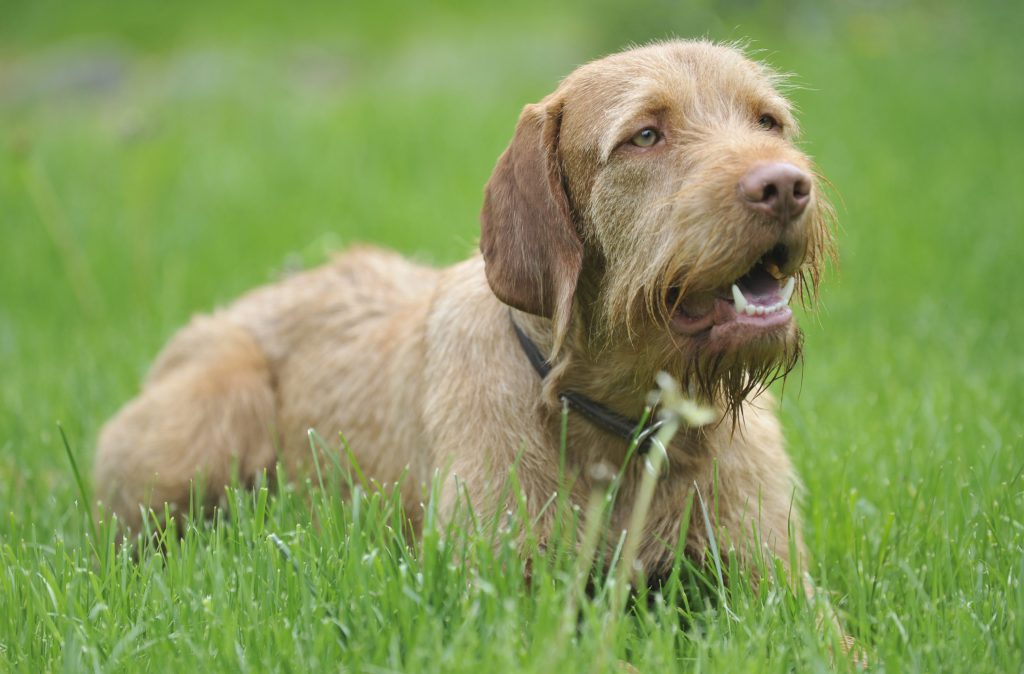Zöldmáli Atlasz, az egyéves drótszõrû magyar vizsla fekszik a fekszik a fûben Szentendrén 2014. április 26-án.