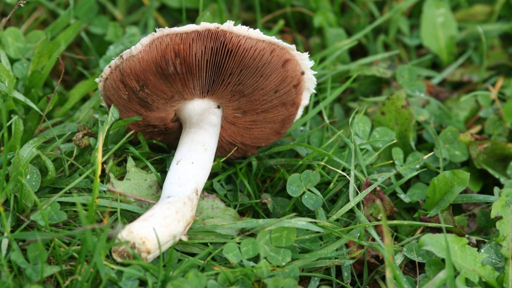 Réti csiperke (Agaricus campestris) Fotó: Getty Images