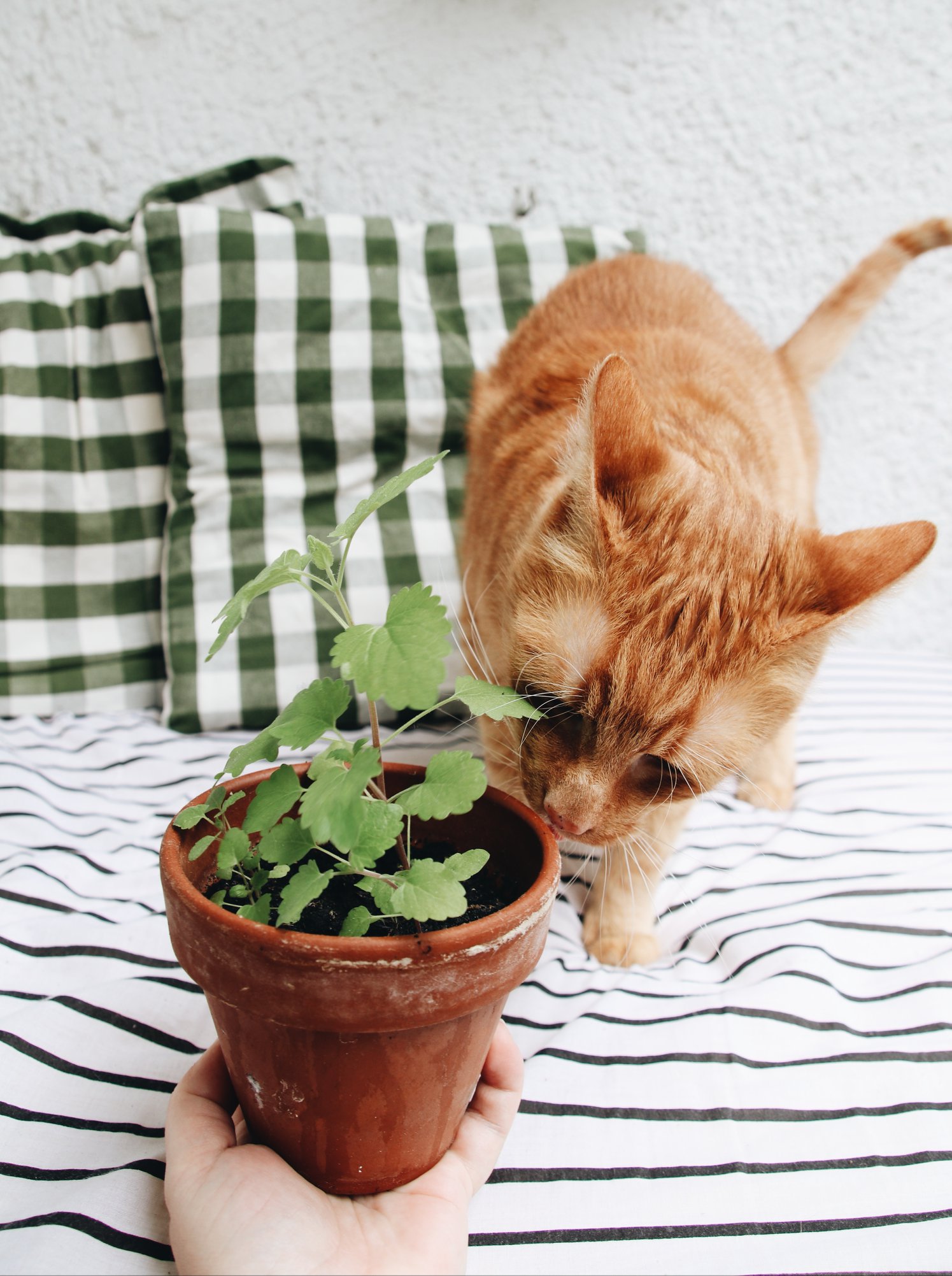 Közösen ültetnek és szüretelnek a Zöldítők