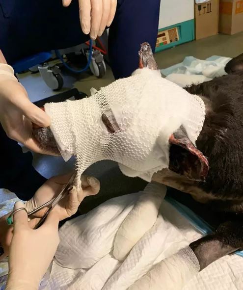 Egyenesen az égő épületbe rohant, hogy figyelmeztesse gazdáját a veszélyre.